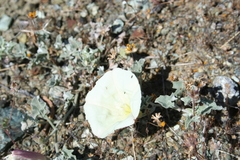 Calystegia collina venusta