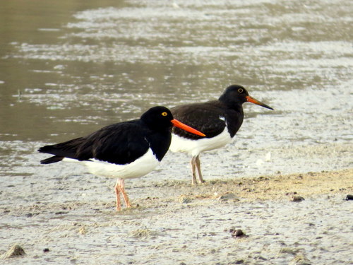 Haematopus leucopodus