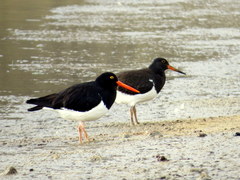 Haematopus leucopodus