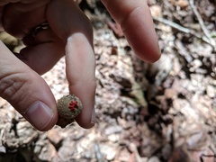 Calostoma ravenelii ravenelii