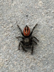 Phidippus texanus