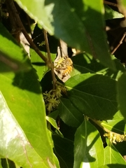 Apis mellifera