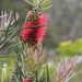 Narrow-leaved Bottlebrush - Photo (c) jcorrie, some rights reserved (CC BY-NC)