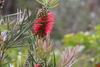 Narrow-leaved Bottlebrush - Photo (c) jcorrie, some rights reserved (CC BY-NC)