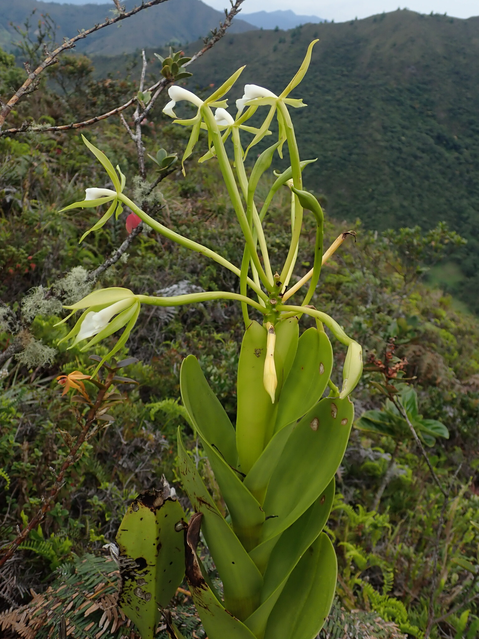 Epidendrum lacustre image