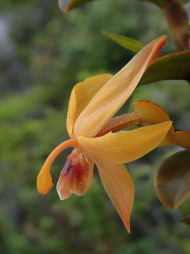 Cyrtidiorchis