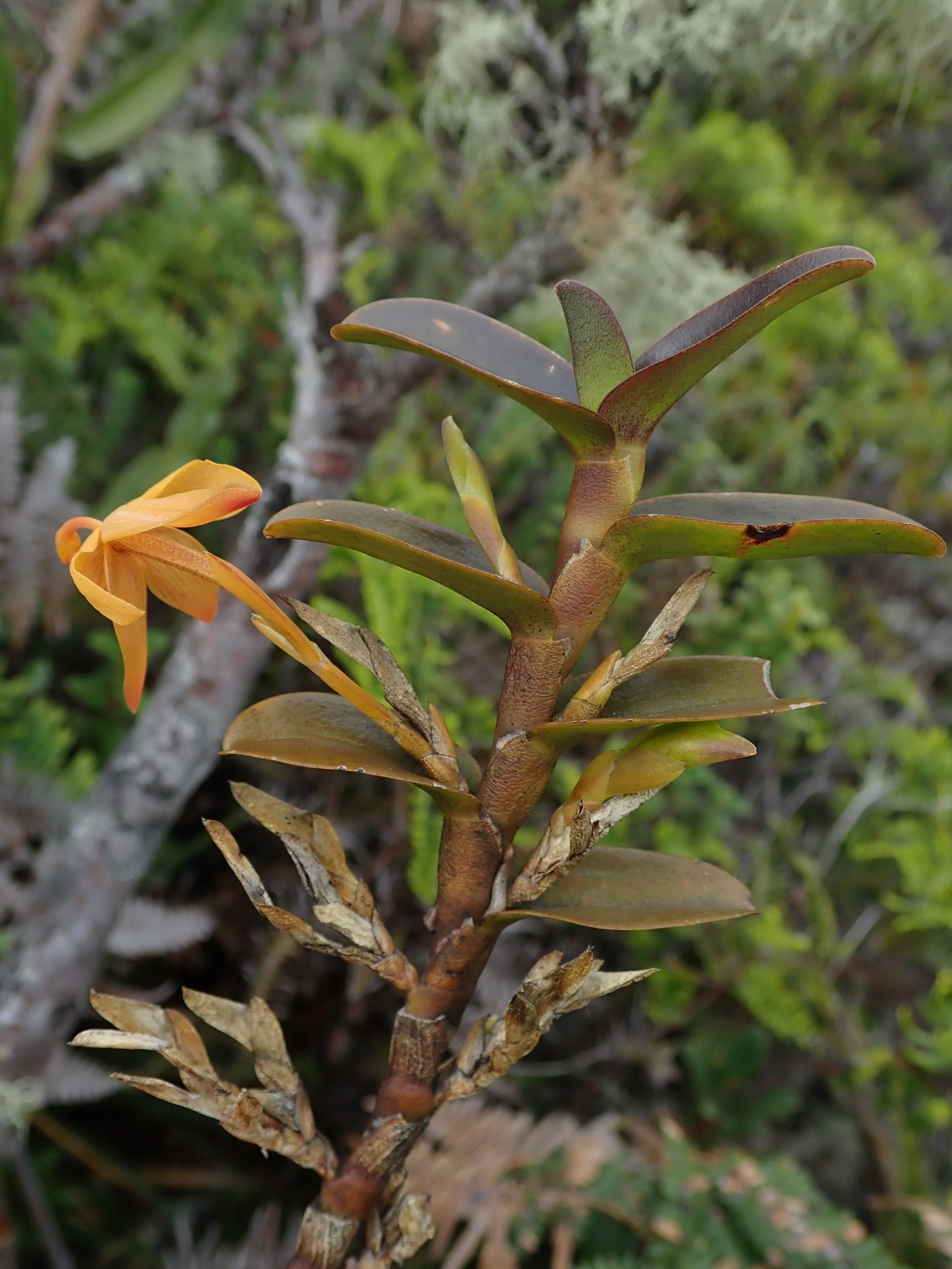 Maxillaria frontinoensis image