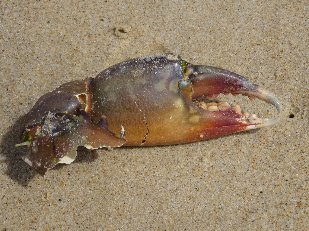 Mud Crab from Wooli NSW 2462, Australia on March 23, 2023 at 1146 AM