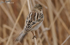Emberiza pallasi