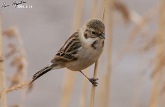 Emberiza pallasi
