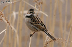 Emberiza pallasi