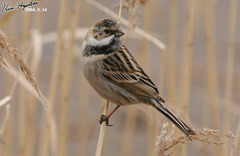 Emberiza pallasi