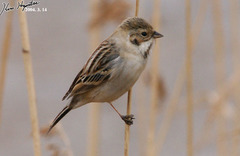 Emberiza pallasi