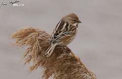 Emberiza pallasi