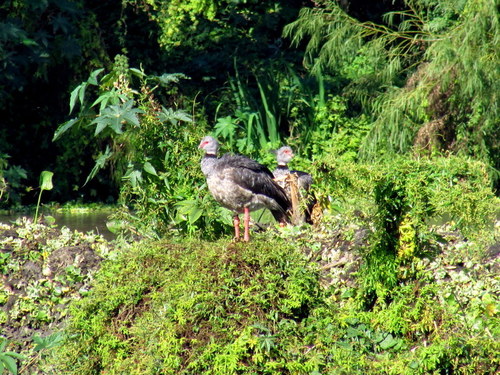 Chauna torquata