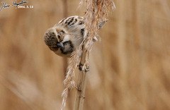 Emberiza pallasi