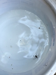 Gerromorpha