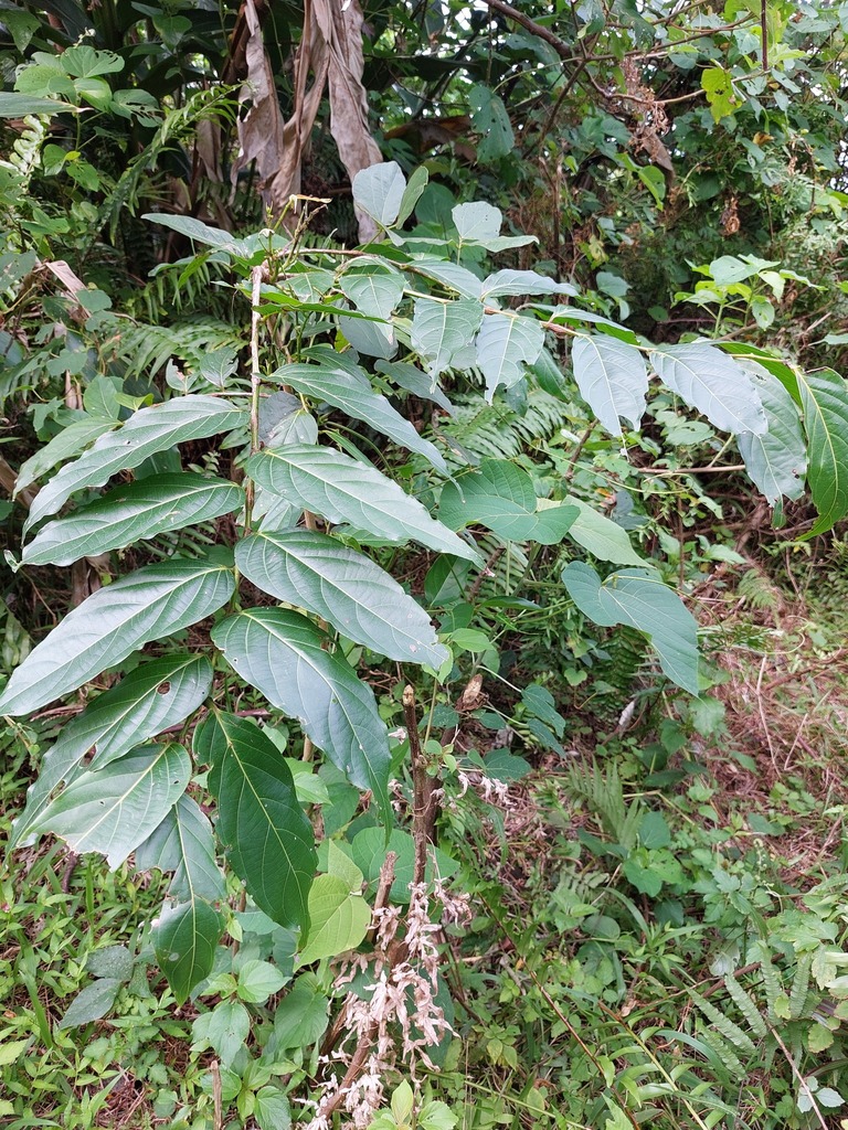 Glochidion lanceolatum from 台灣台東縣 on April 6, 2023 at 02:34 PM by 胡正恆 ...