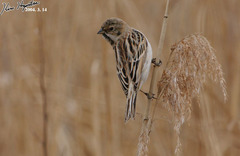 Emberiza pallasi