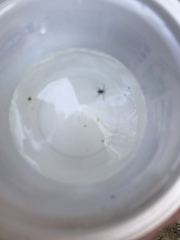 Gerromorpha