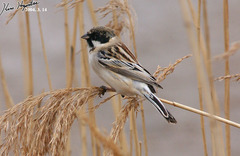 Emberiza pallasi