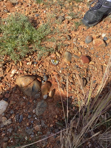 iNaturalist observation photo of life