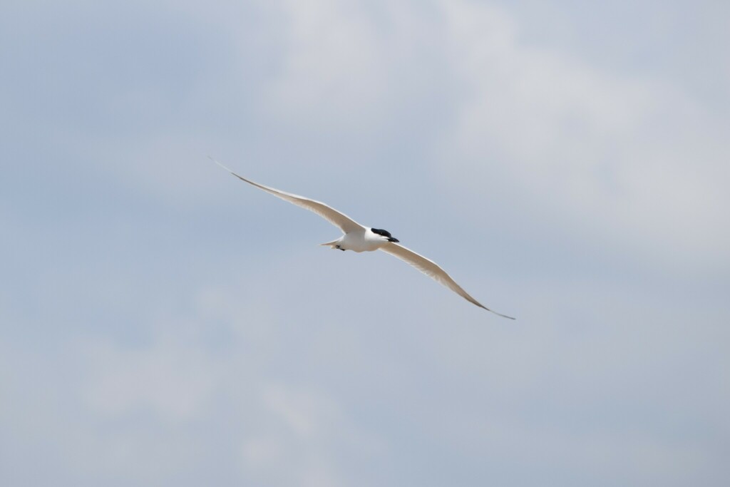 Gull-billed tern