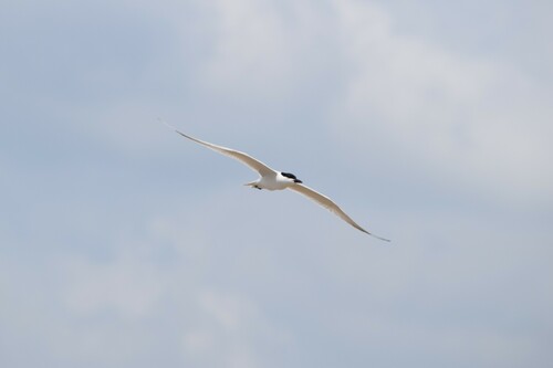Gull-billed tern