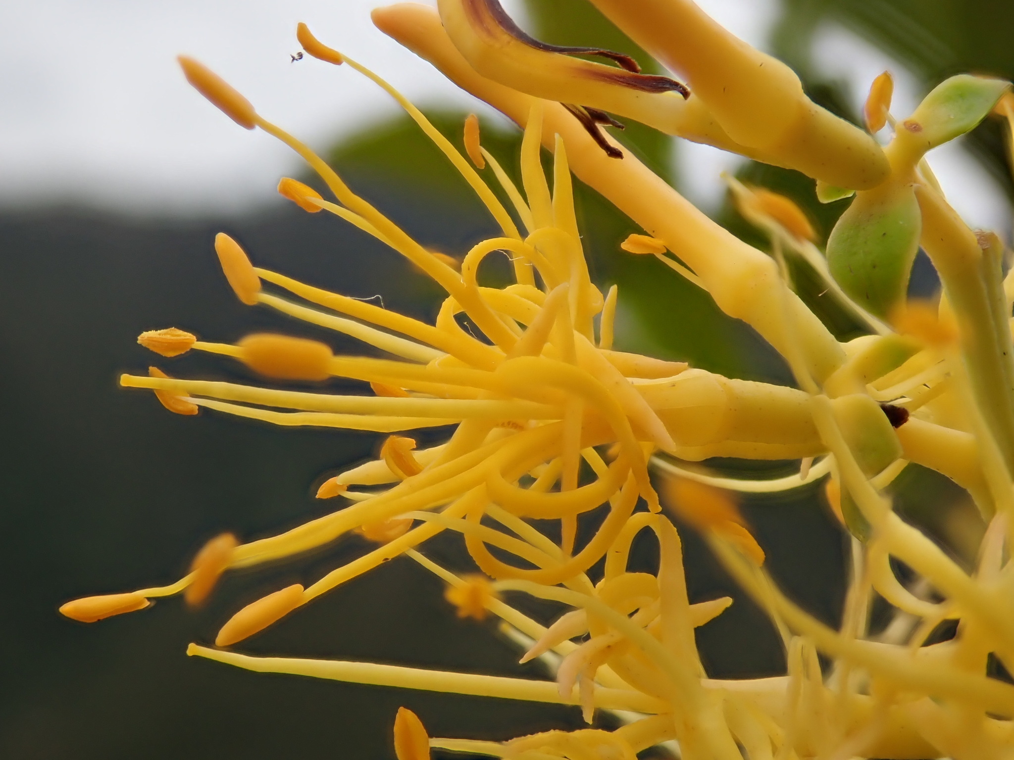 Gaiadendron image