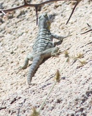 Petrosaurus thalassinus