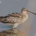 Far Eastern Curlew - Photo (c) Kim, Hyun-tae, some rights reserved (CC BY), uploaded by Kim, Hyun-tae