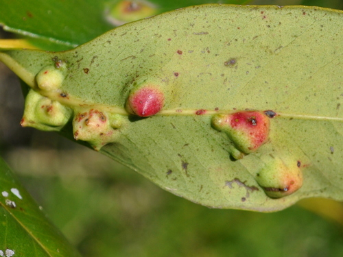 Strawberry Guava Scale photo 4