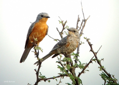 Melaenornis semipartitus