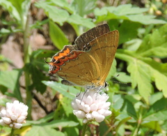 Heliophorus brahma