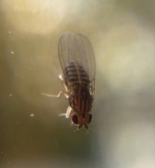 Drosophila busckii