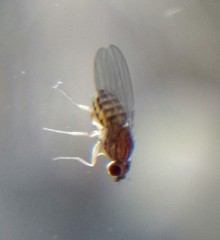Drosophila busckii