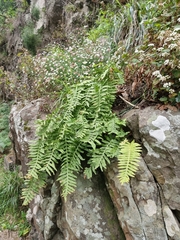 Polypodium macaronesicum subsp. macaronesicum image