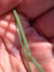 Melica subulata subulata