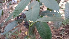 Clusiaceae