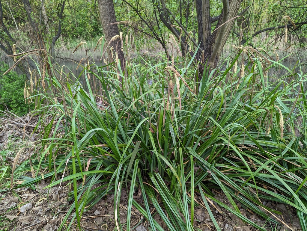 Hanging sedge from Stratford, London, UK on April 28, 2023 at 0548 PM