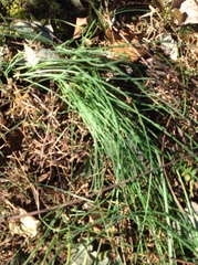 Melica subulata subulata