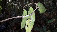 Diospyros gracilipes