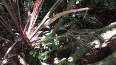 Dypsis vonitrandambo