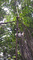 Dypsis fasciculata