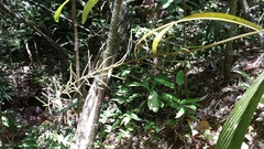 Dypsis mocquerysiana