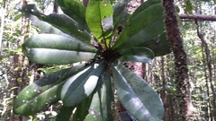 Oncostemum macrostachyum