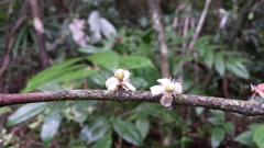 Clusiaceae