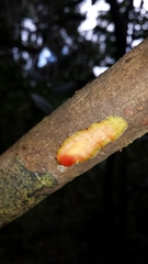 Mauloutchia parvifolia
