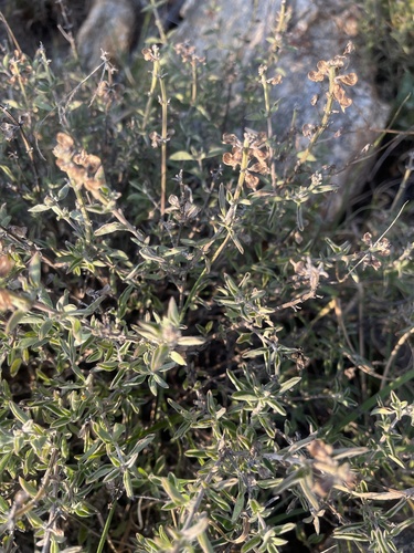 Dolomite Basil (Ocimum dolomiticola)