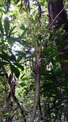 Dypsis confusa